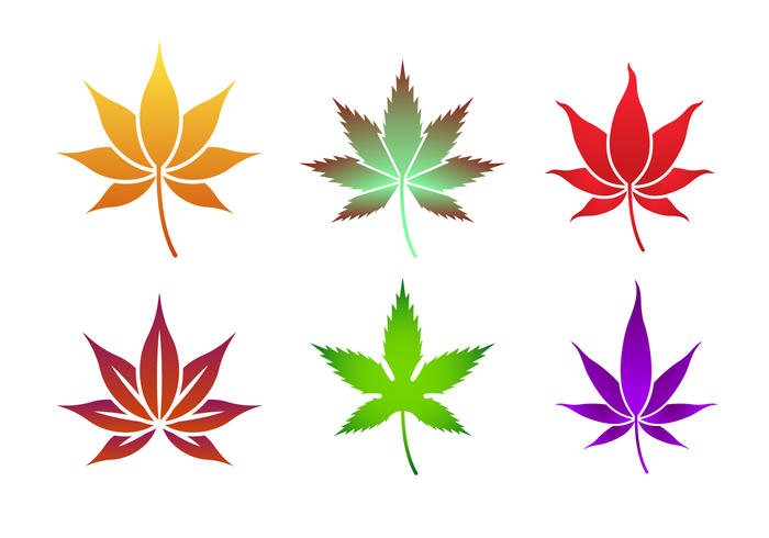 700x490 Japanese Maple Vector