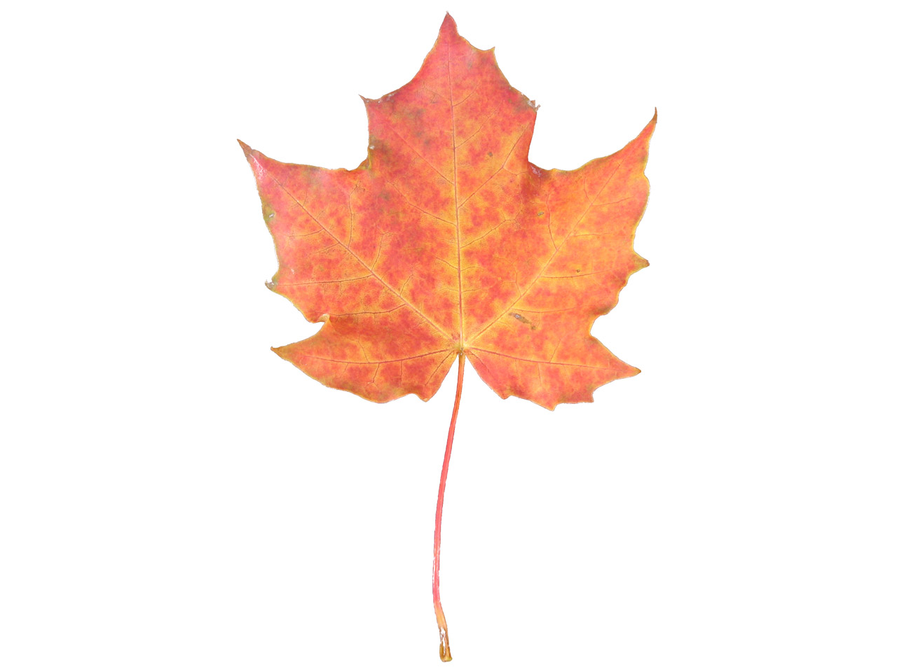1280x960 Maple Leaf Vector 5071071