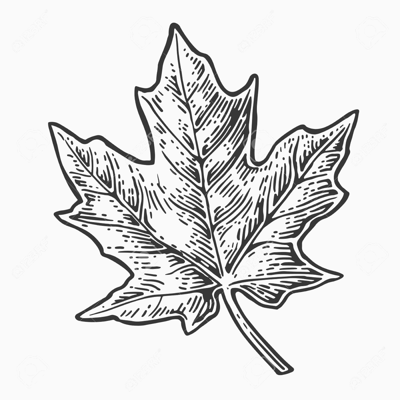 Maple Leaf Vector Art at GetDrawings | Free download