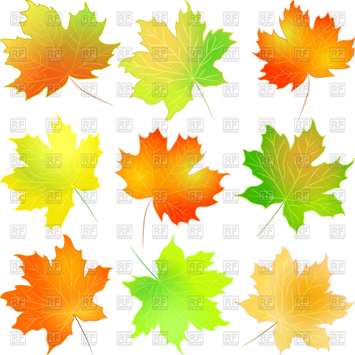1200x1200 Autumn Red, Green, Yellow And Orange Maple Leaf Vector Image