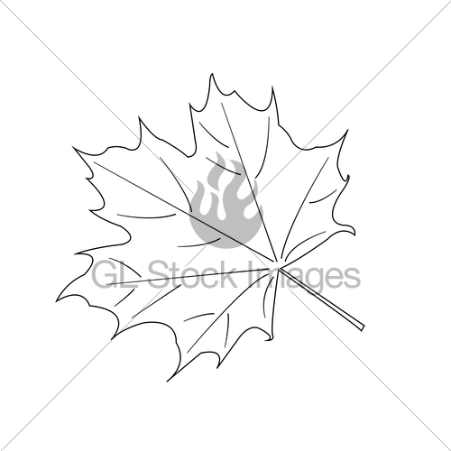 500x500 Maple Leaf. Vector Gl Stock Images