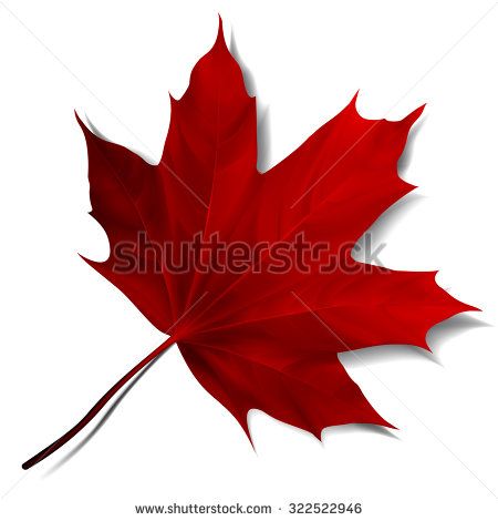 450x470 Realistic Red Maple Leaf Isolated On White Background. Vector