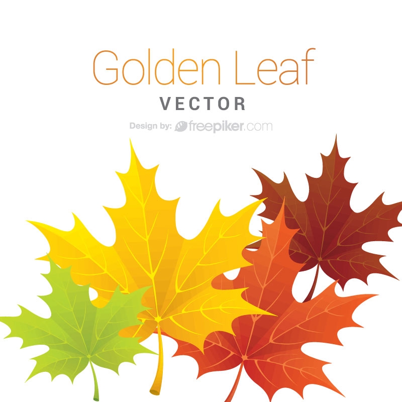 800x800 Freepiker Maple Leaf Vector Design