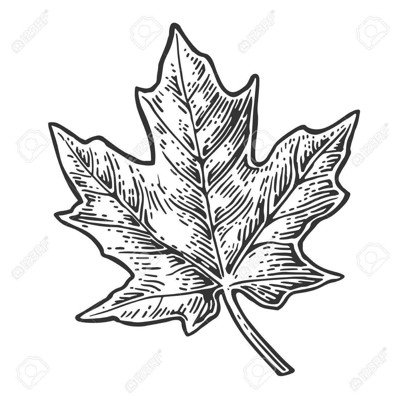 1300x1300 Maple Leaf Clipart Vintage