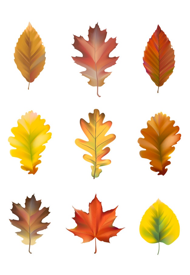626x904 Maple Leaf Vectors, Photos And Psd Files Free Download