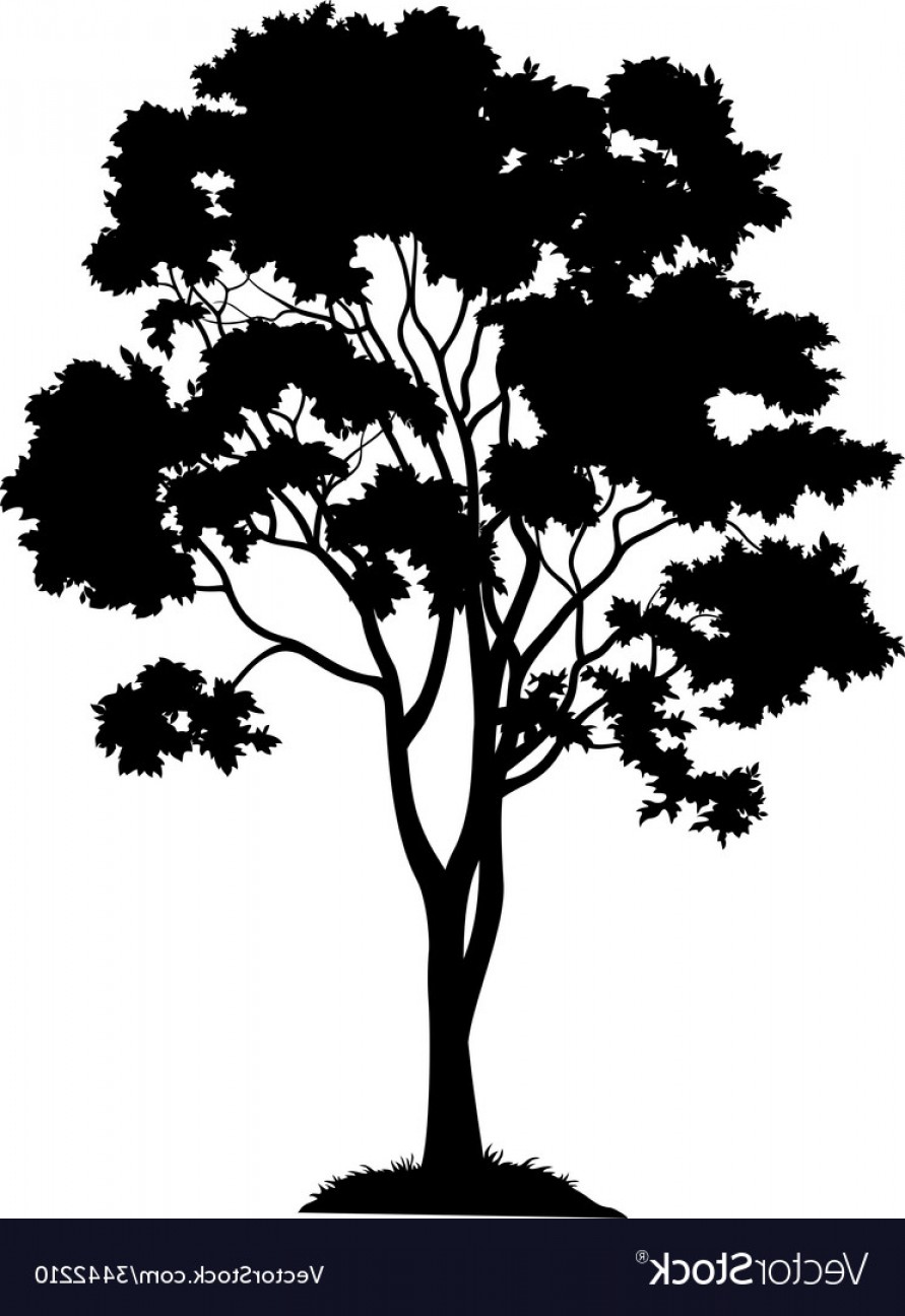 Maple Tree Vector at GetDrawings | Free download