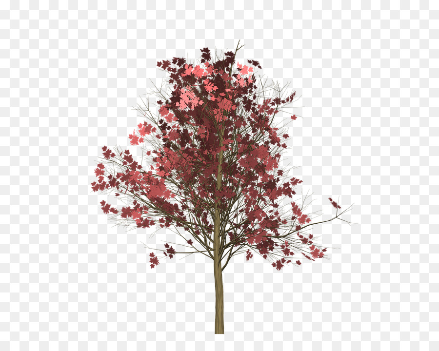 900x720 Red Maple Vector Graphics Image Photograph Clip Art