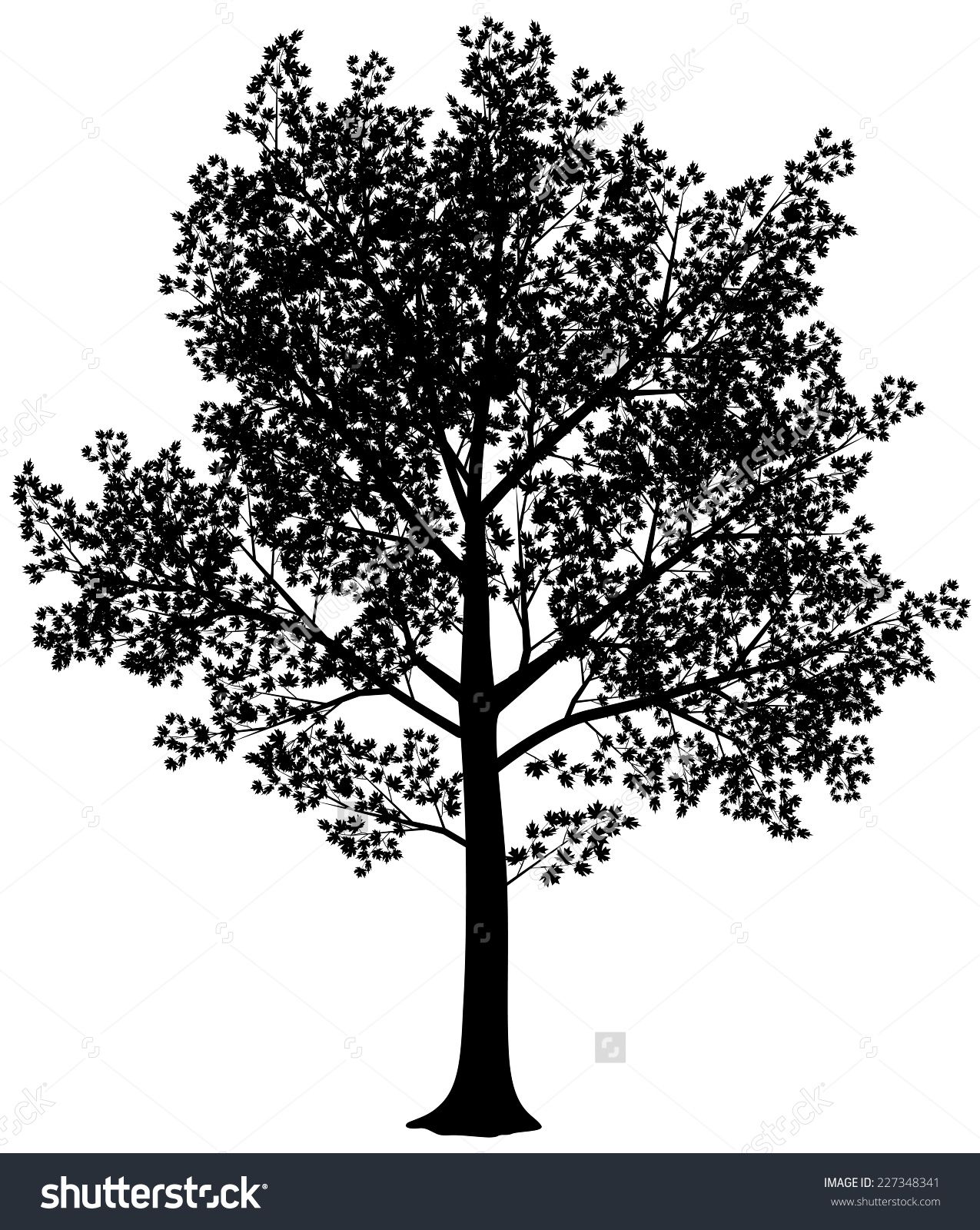 1275x1600 Vector Black And White Maple Silhouette. Vector Illustration. Eps8