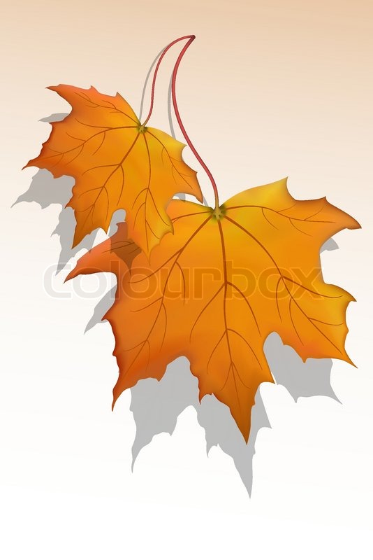 534x800 Illustration Of Vector Maple Leaf Stock Vector Colourbox