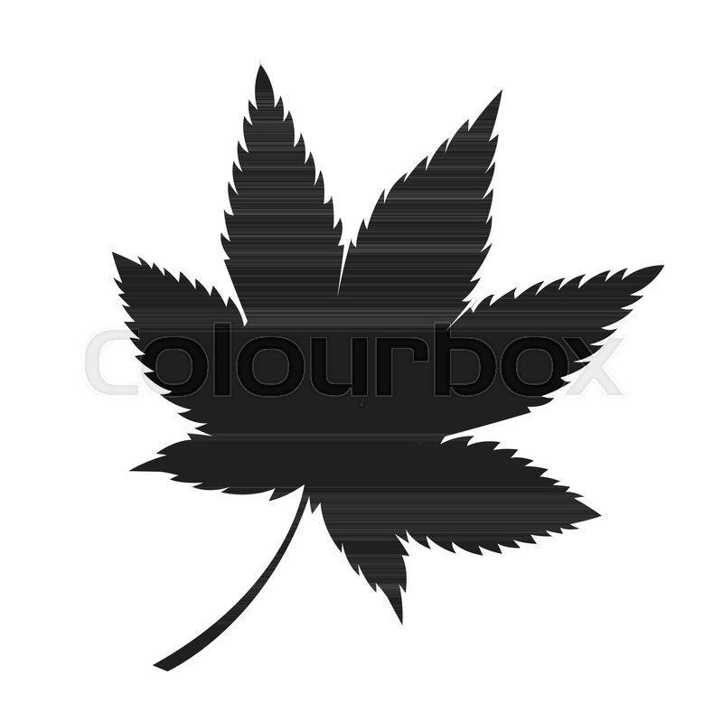 800x800 Japanese Maple Leaf Black Silhouette Autumn Fallen Object Vector