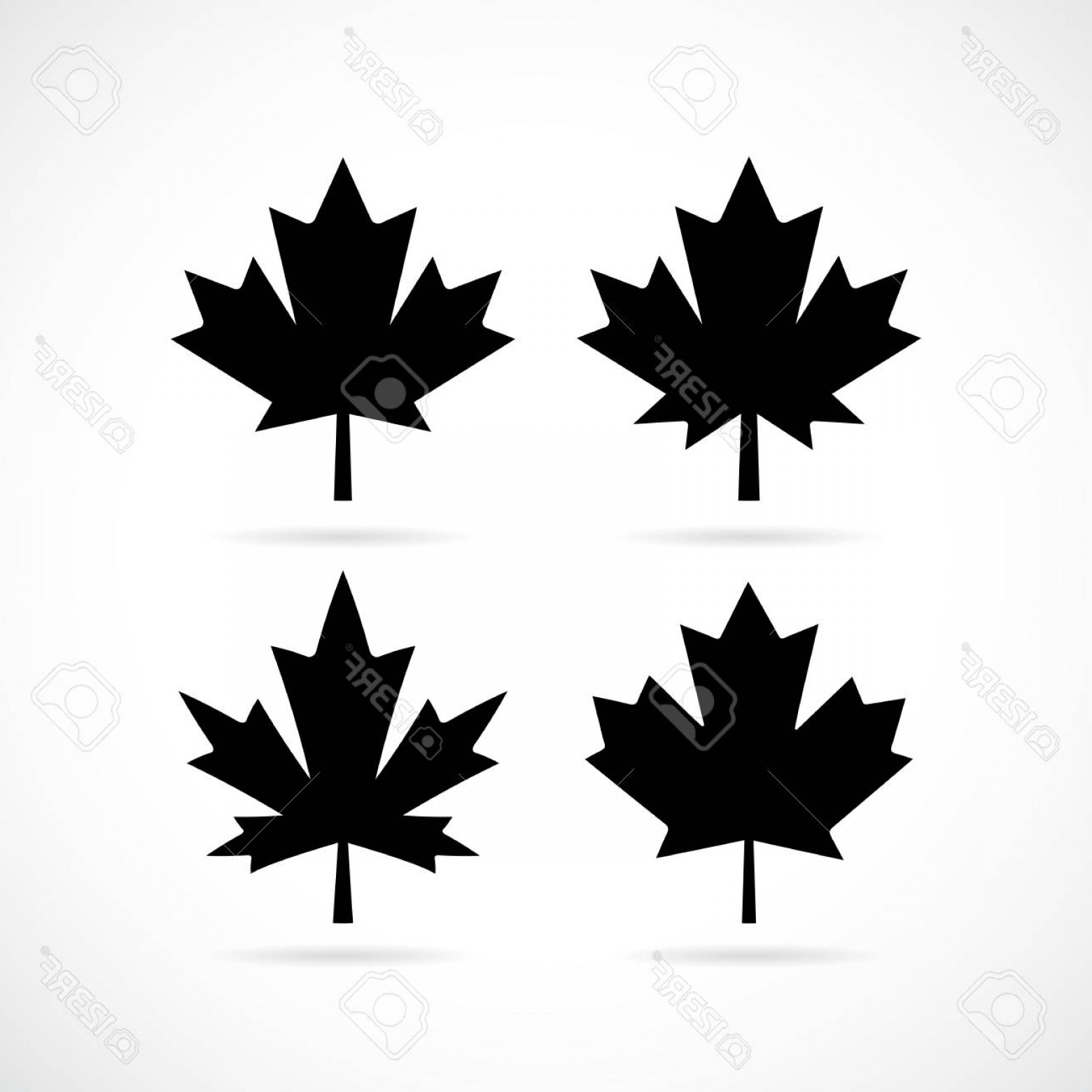 1560x1560 Maple Leaf Vector Sohadacouri