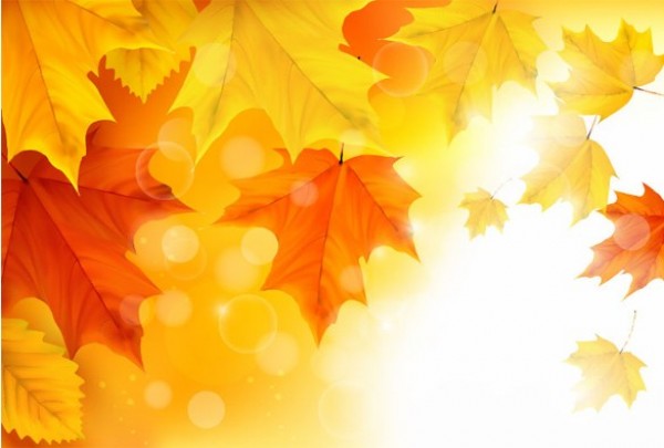 600x405 Sunlit Autumn Maple Leaves Vector Background