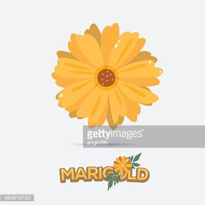 416x416 Marigold Flower Vector Premium Clipart