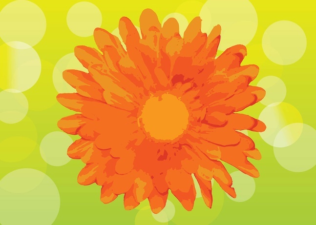 647x461 Marigold Vectors, Photos And Psd Files Free Download