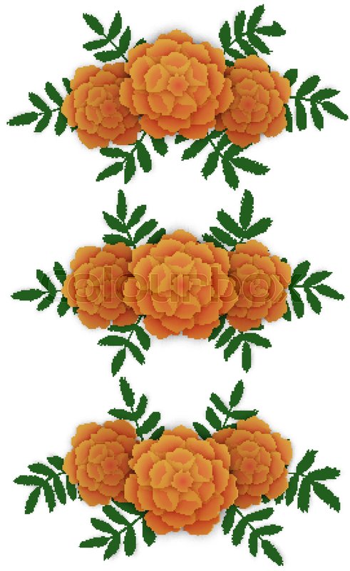 491x800 Marigold Flower Design Elements. Corners And Line. Vector