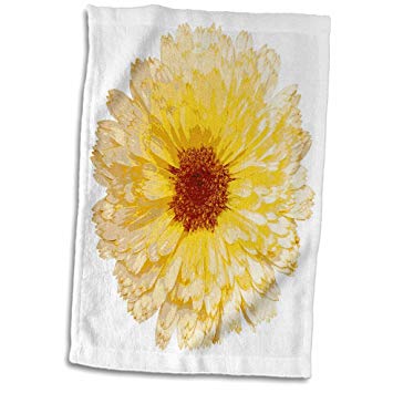 355x355 3drose Taiche