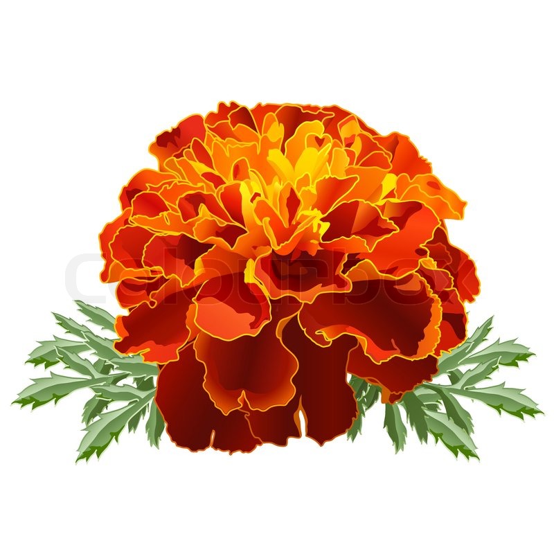 800x800 Red Marigold Flower Tagetes Patula Isolated On White Background