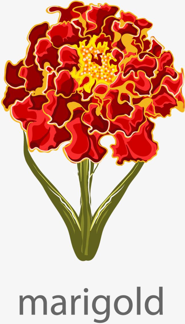 650x1135 Vector Elements Marigolds, Vector Elements, Marigold Hand Painted
