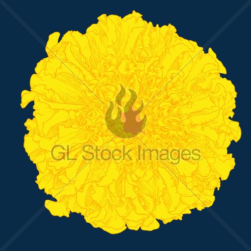 500x500 Vector Marigold. Gl Stock Images
