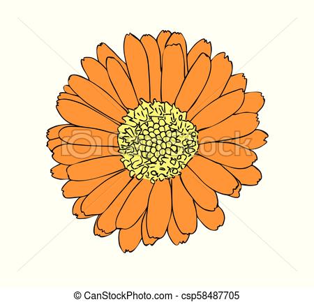 450x433 Vector Illustration Of Marigold Flower. Vector Illustration