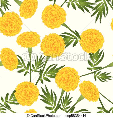 450x470 Yellow Marigold On White Background. Vector Illustration.