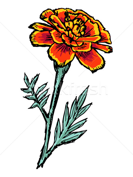 450x600 Marigold Vector Illustration Oleksandr Kovalenko (Perysty