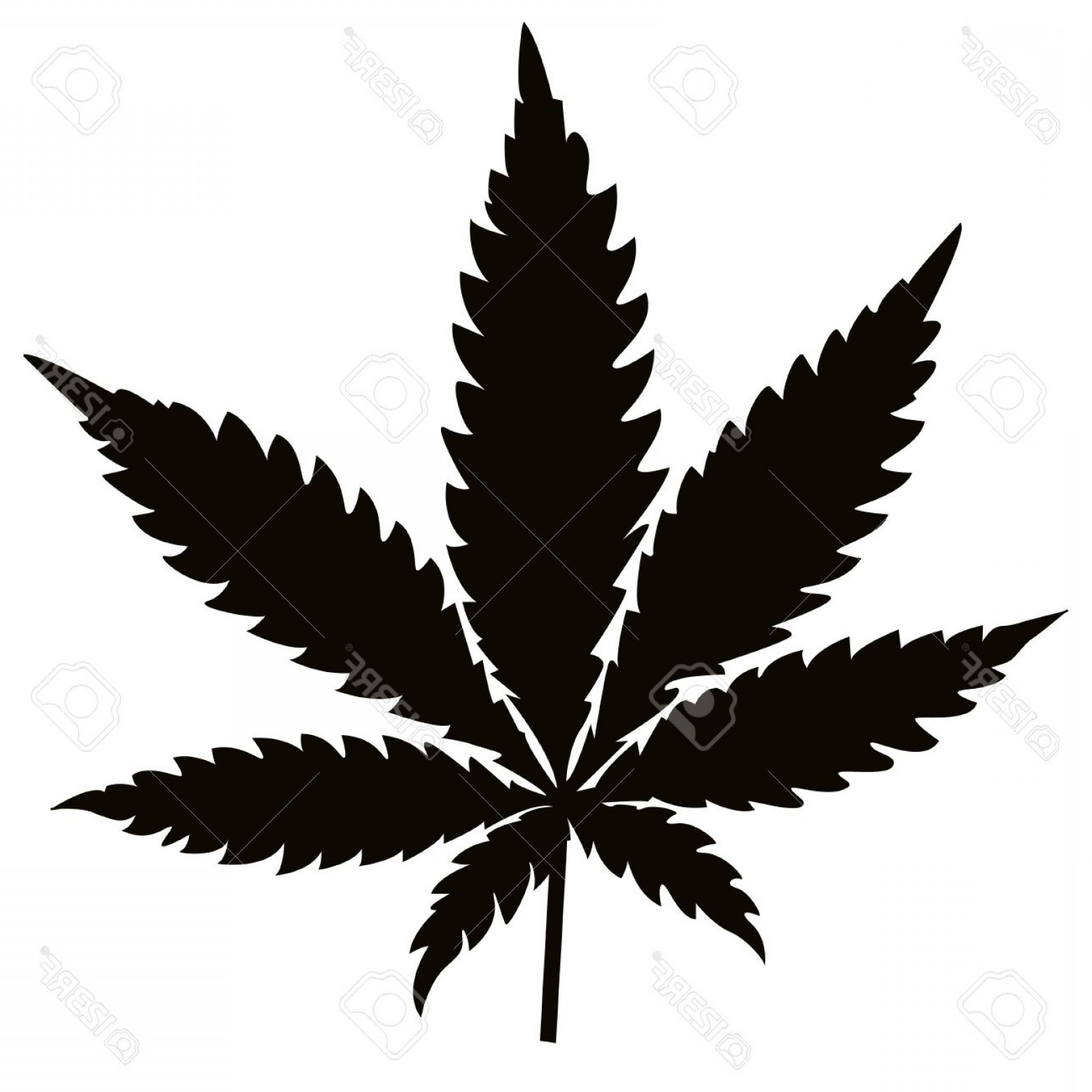 1560x1560 Photostock Vector Isolated Black Vector Cannabis Leaf Shopatcloth