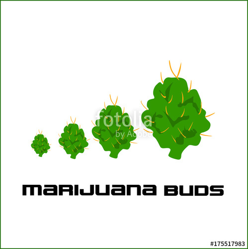 499x500 Marijuana Vector Buds Set 2 Stock Image And Royalty Free Vector