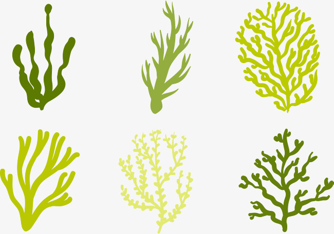 650x456 Marine Seagrass, Ocean Hand Painting, Vector Diagram, Decoration