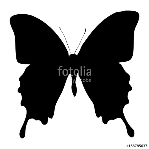 500x500 Mariposa Stock Image And Royalty Free Vector Files On