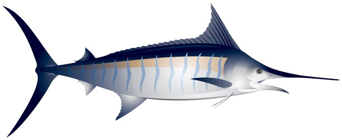 700x287 Marlin, Fish Vector Illustration Wall Mural We Live To