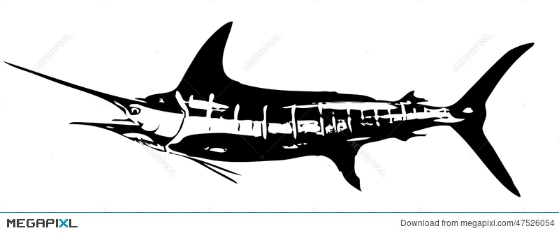 800x334 Striped Marlin Fish Vector Illustration 47526054