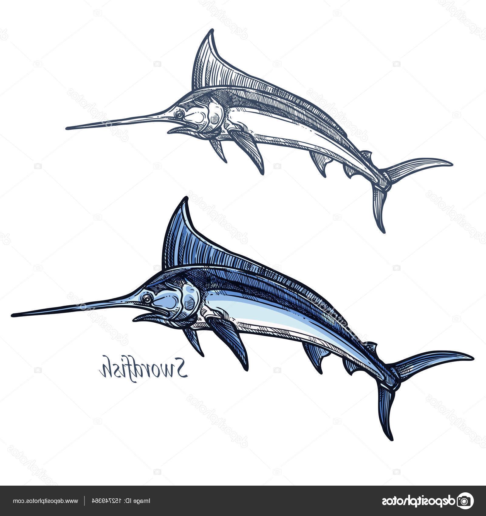 1600x1700 Best Free Stock Illustration Marlin Fish Vector Isolated Sketch Photos