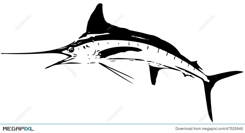 800x436 White Marlin Fish Vector Illustration 47525640