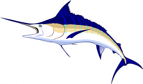 498x291 Marlin Vector Kajikia Audax