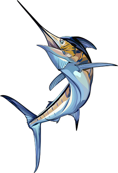 468x685 Striped Marlin Vector Fish Kajikia Audax