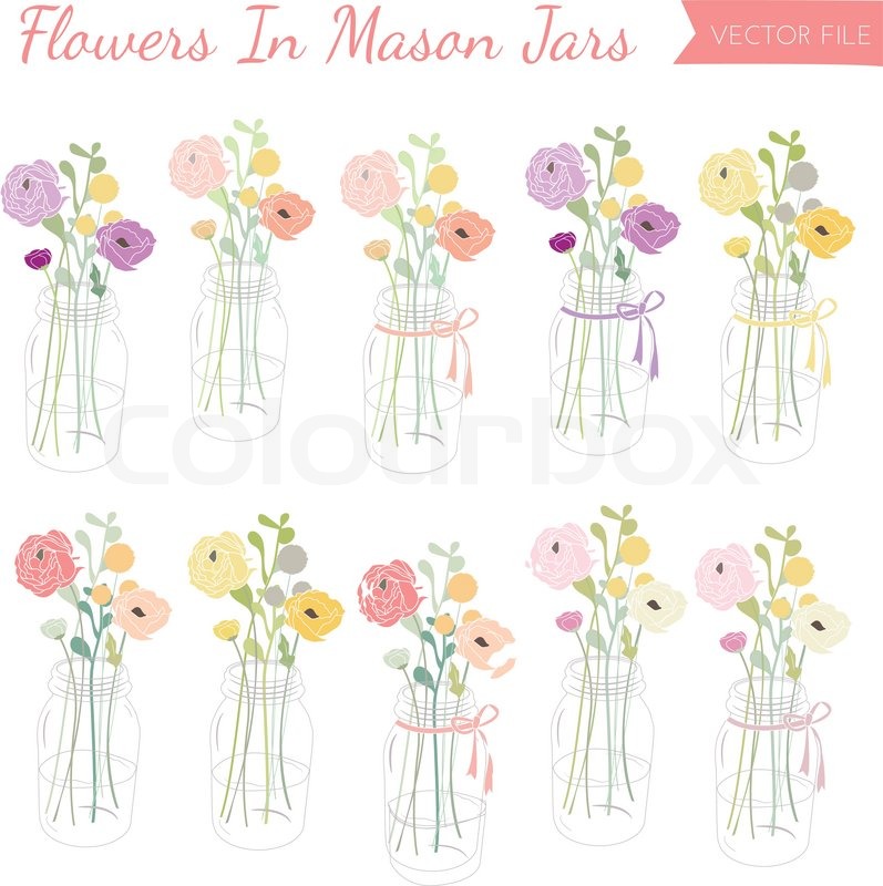 797x800 Vector Collection Of Ranunculus Flowers In Mason Jar Vases Stock