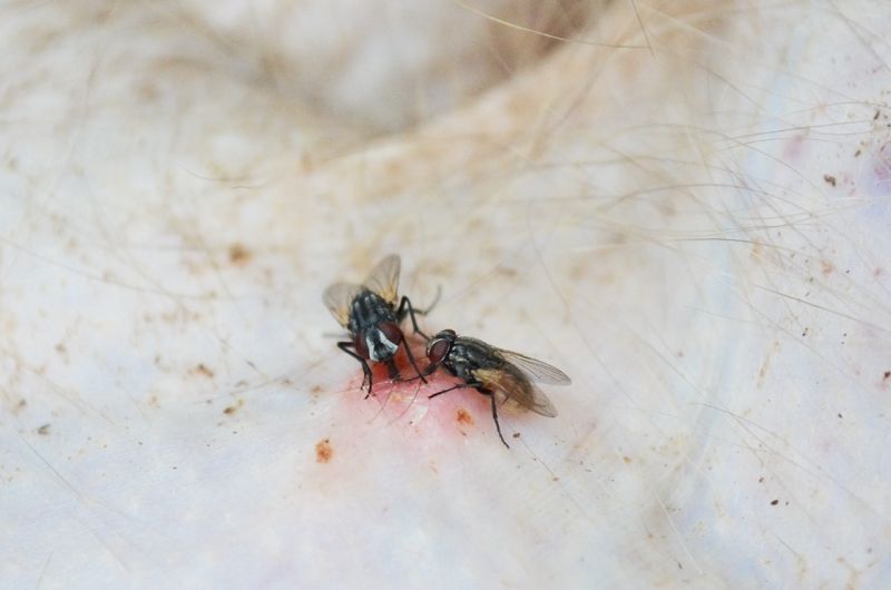 800x530 Flies As A Mechanical Vector For Yaws