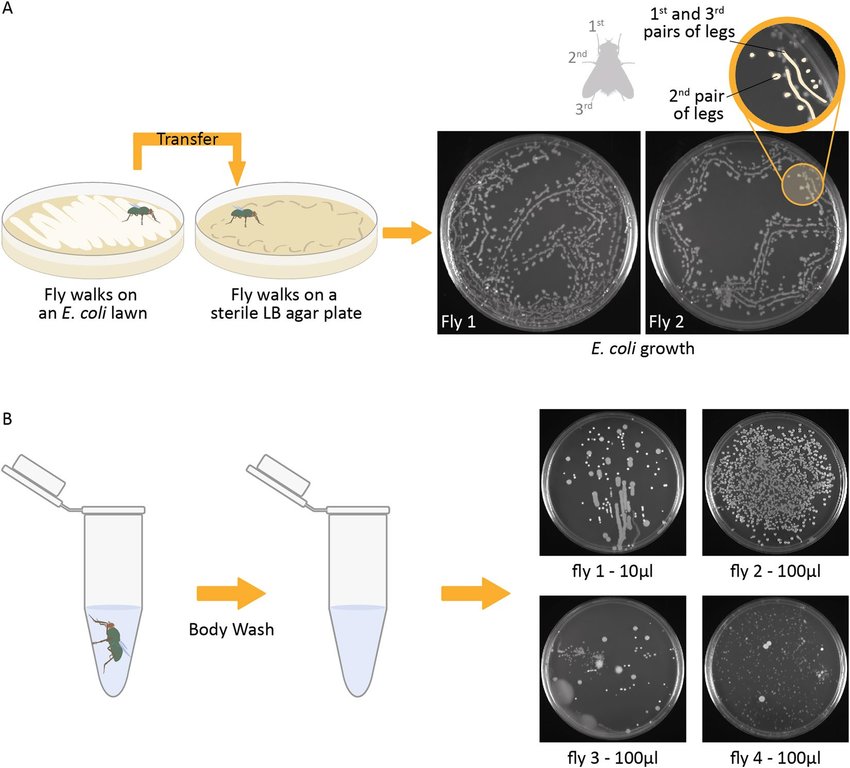 850x768 Microbial Transport By A Mechanical Vector. (A) Blowflies Were
