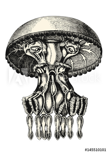354x500 Vintage Animal Engraving Drawing Jellyfish Or Medusa