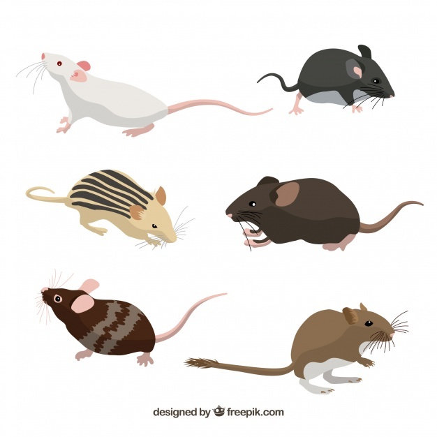 626x626 Mice Vectors, Photos And Psd Files Free Download