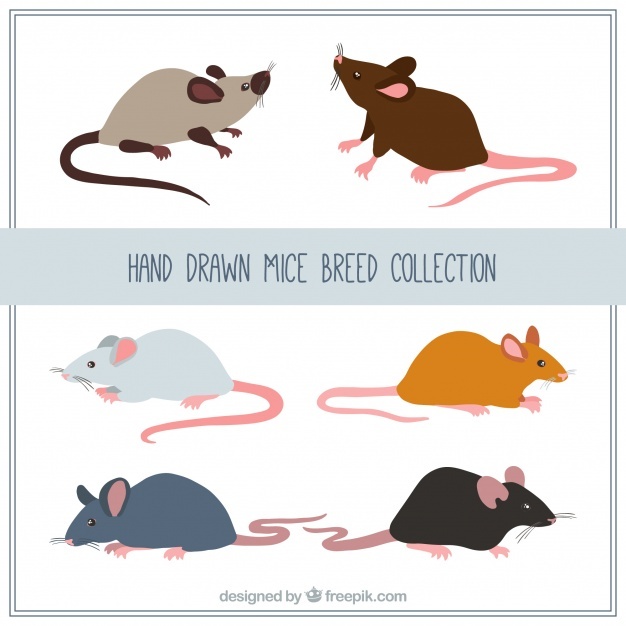 626x626 Mouse Vectors, Photos And Psd Files Free Download