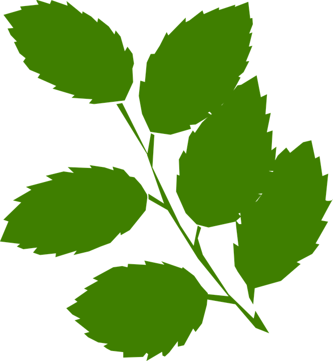Mint Leaf Vector