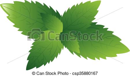 450x265 Illustration Of Mint Leaves. Vector.