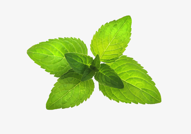650x457 Mint Leaf, Vector Mint Leaves, Leaves Png And Vector For Free Download
