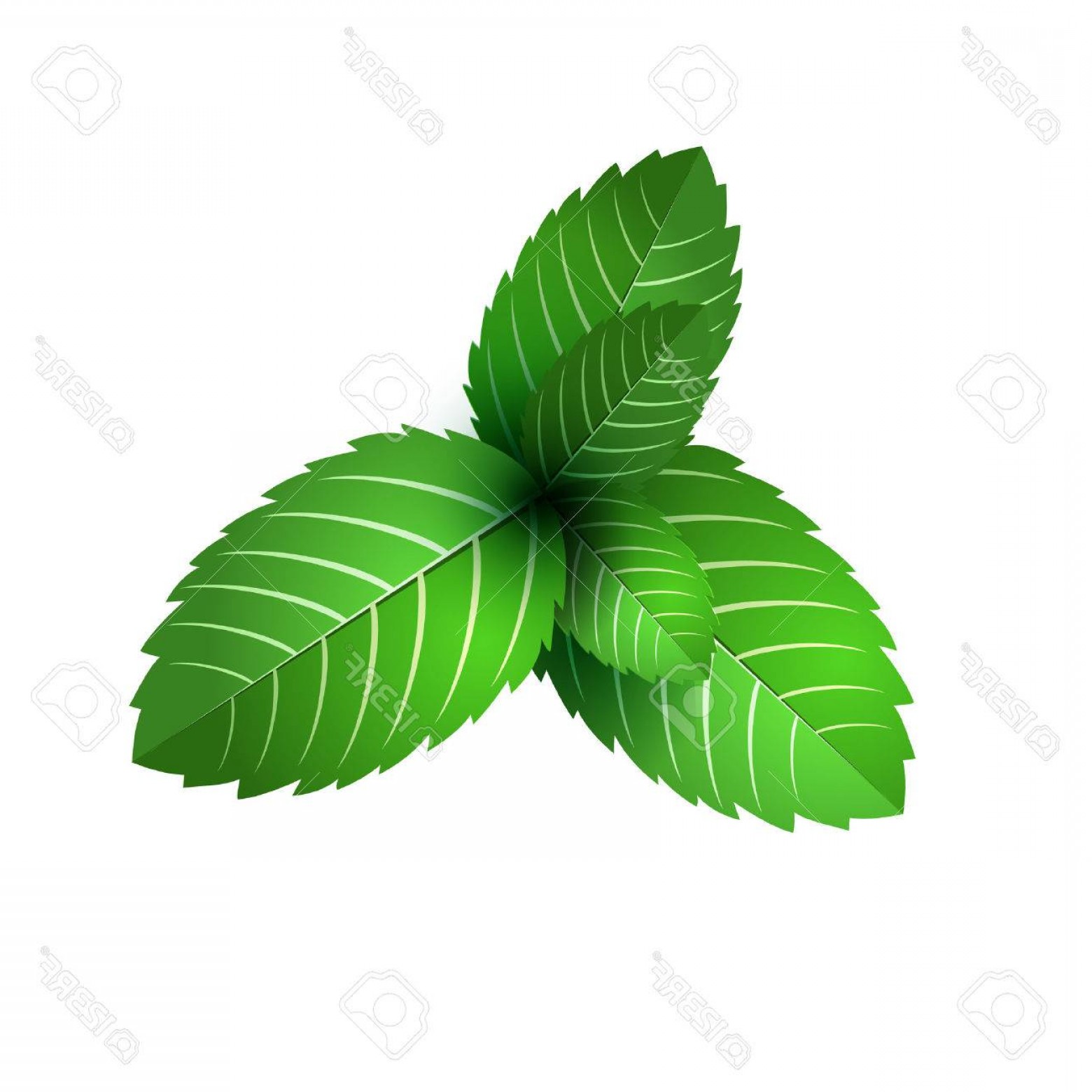 1560x1560 Mint Leaf Vector Geekchicpro