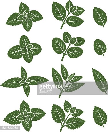 376x457 Mint Leaves Vector Stock Vectors