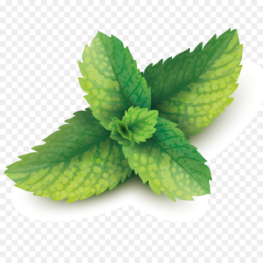 900x900 Peppermint Mentha Spicata Leaf