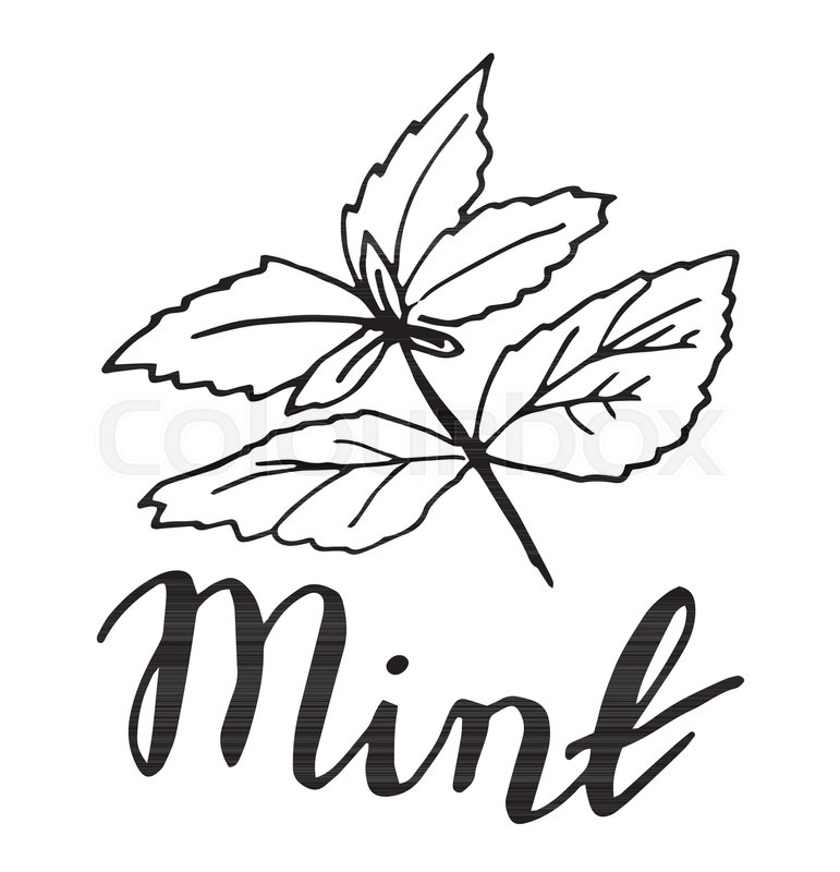 771x800 Sketch Mint Leaves Vector Illustration. Outline Mint Leaves Are