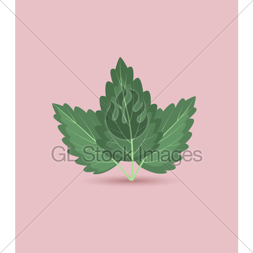 500x500 Vector Mint Leaves Gl Stock Images